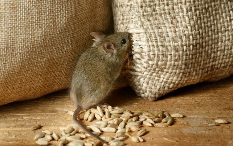 Как избавиться от мышей в помещениях без применения химических препаратов?