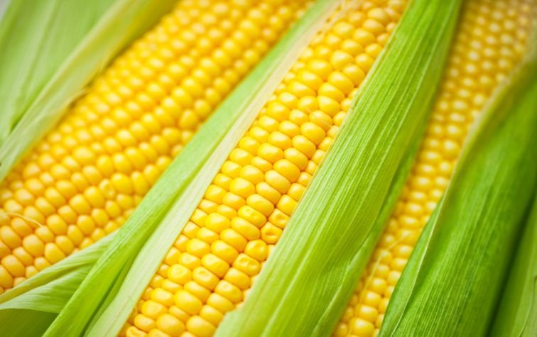 Купить семена кукурузы в Украине