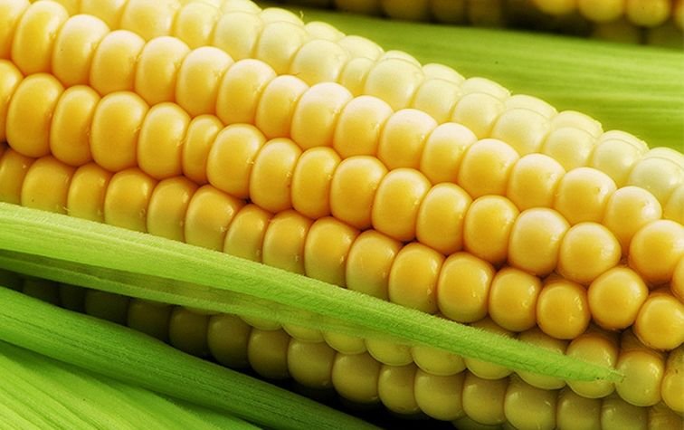 Семена кукурузы для посева купить оптом