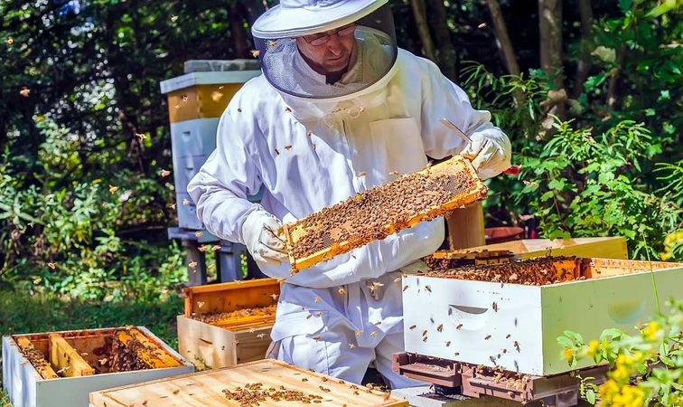 Купить пчелоинвентарь для пасеки в Украине