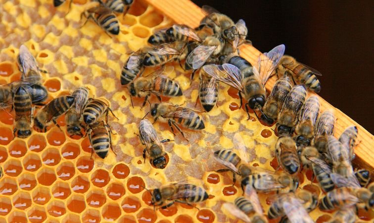 Что нужно для разведения пчёл