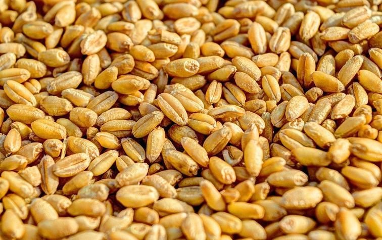 Что нужно учитывать при выборе семян пшеницы