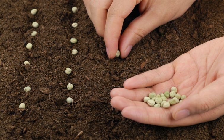Где проверить семена на посевные качества?