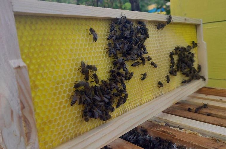 Купить вощину для пчёл недорого в Украине