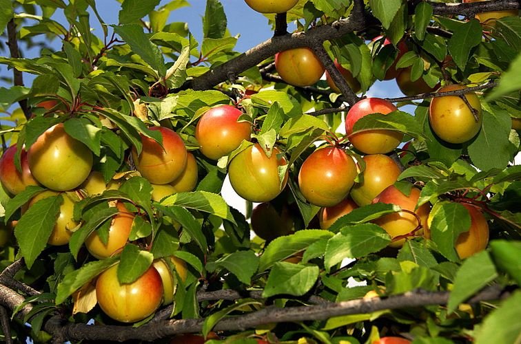 Плодовые деревья купить в Украине