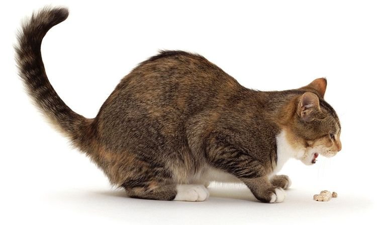 Вывод шерсти из желудка кошки