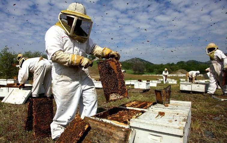 Защита пчёл от отравления пестицидами
