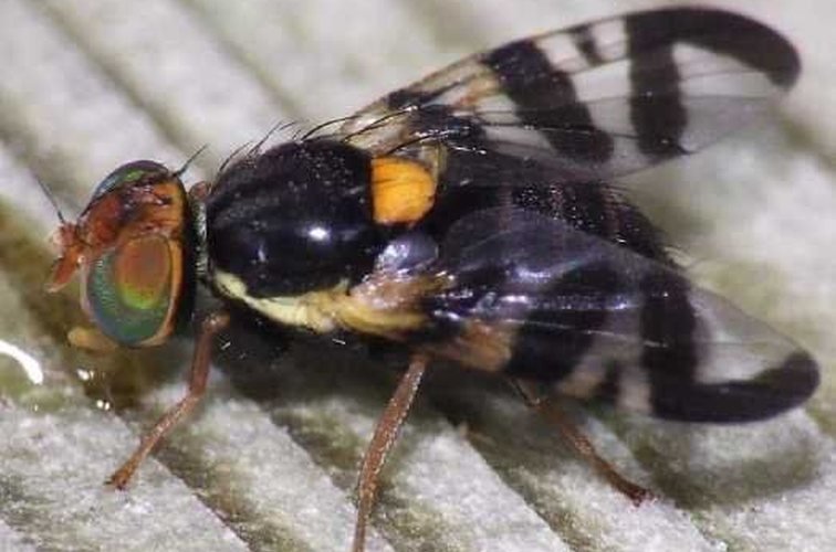 Карантинный вредитель — яблоневая муха