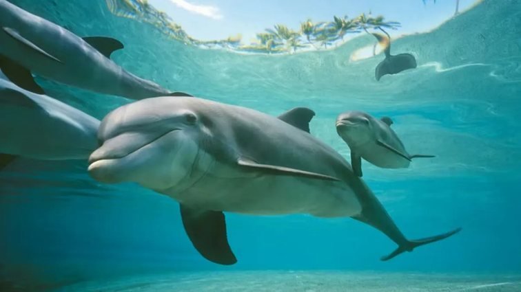15 неймовірних фактів про дельфінів