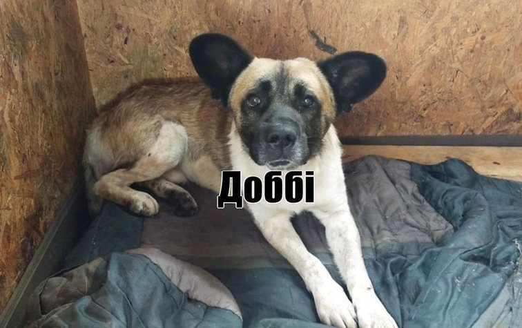 КП «Спецсервіс-Кременчук» шукає господарів для собак та котів