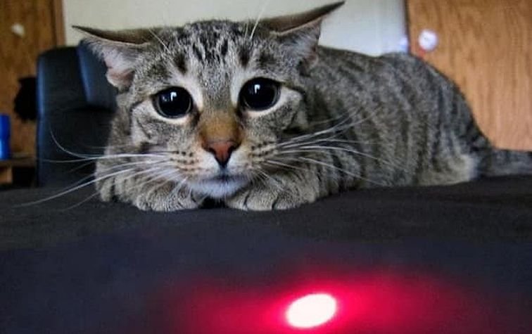 Лазерная указака для кота