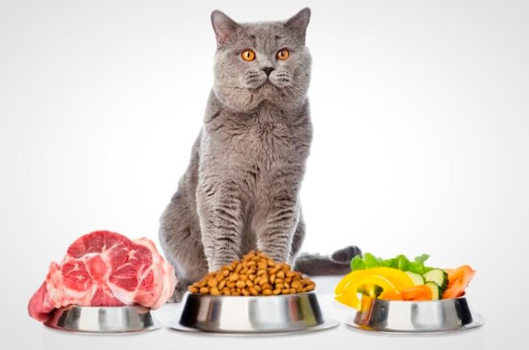 Как правильно кормить кота? Советы специалистов
