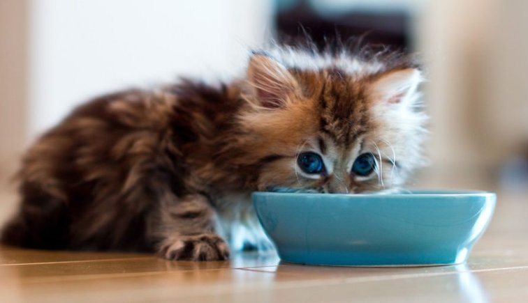 Влажный корм для котят — норма кормления