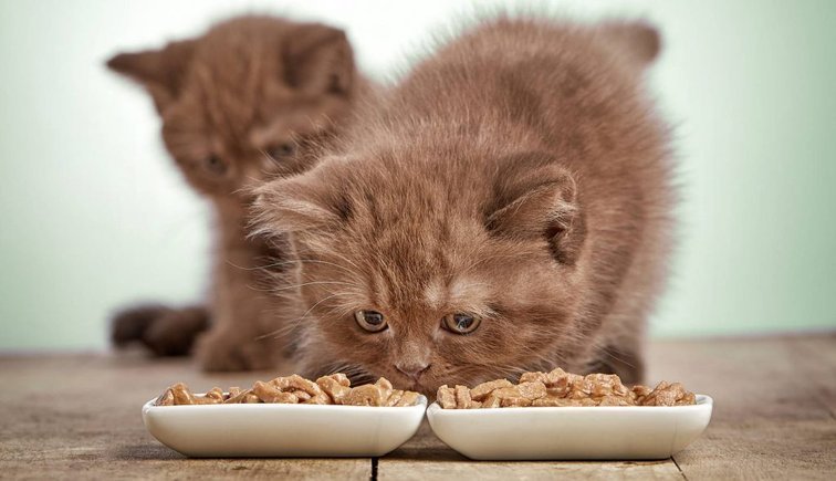 Влажный корм для котят — норма кормления