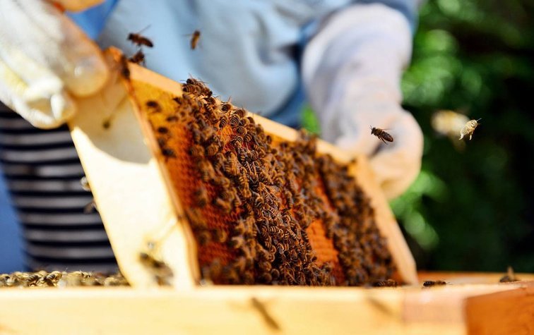 Купить ульи для пчёл в Украине по низкой цене