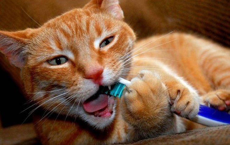 Кошачий гингивит: первый сигнал о проблемах зубов Вашего кота!