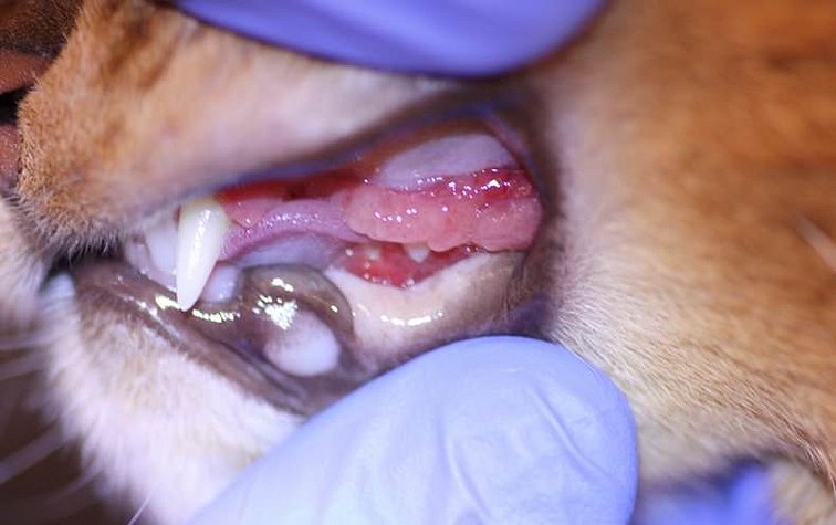 Кошачий гингивит — первая ступень к болезни зубов!