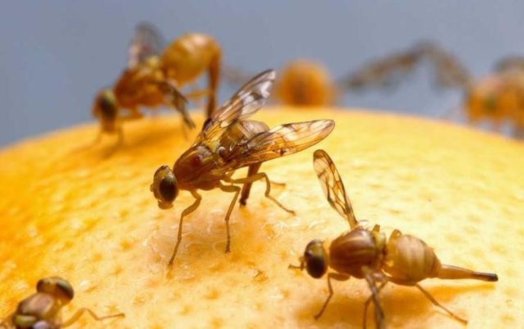Середземноморська плодова муха — найбільш шкодочинна комаха