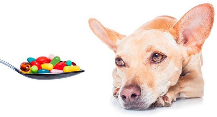 Авитаминоз у собак