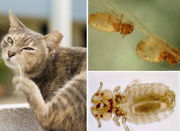 Власоеды у кота — как определить заражение и лечить животное?