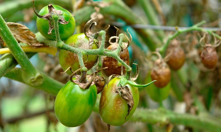 Меры профилактики и борьба с фитофторозом на помидорах