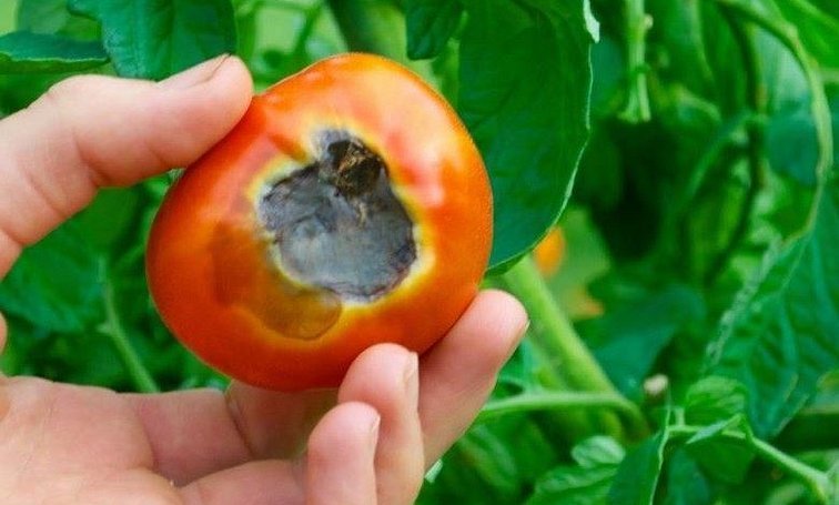 Меры профилактики и борьба с фитофторозом на помидорах