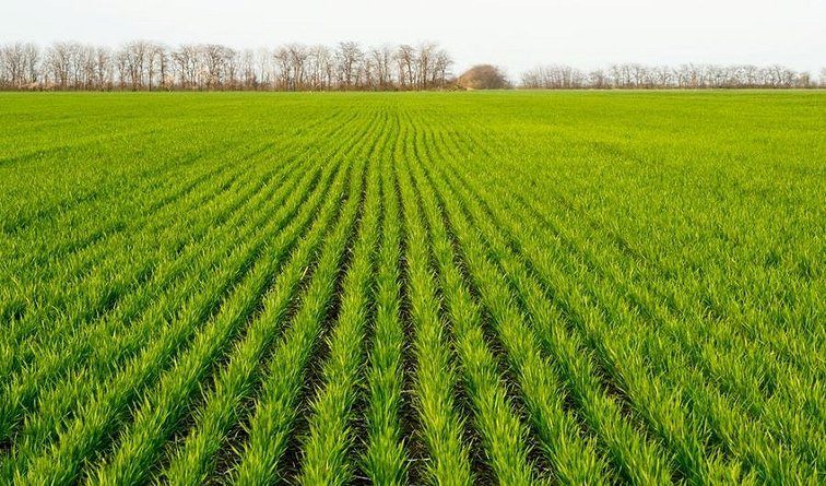 Оптимальные сроки посева озимой пшеницы