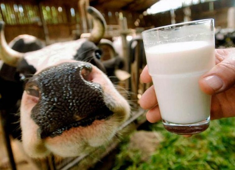 Молоко і м’ясо можуть бути джерелом бруцельозу