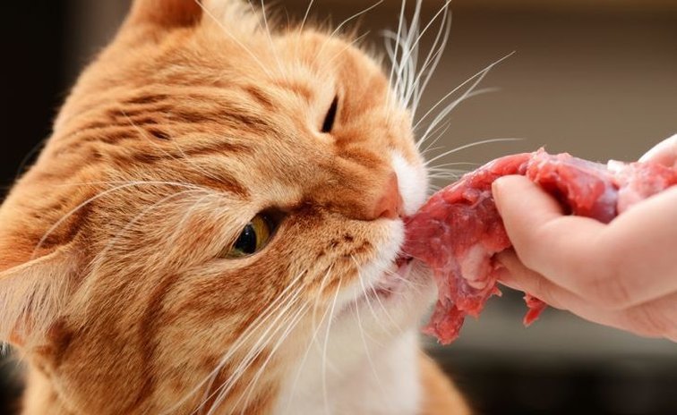 Какие продукты нельзя давать котам?