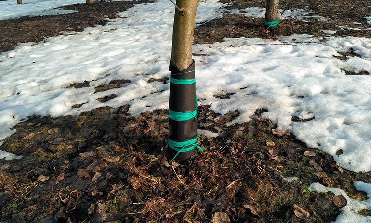 Как защитить садовые деревья зимой?