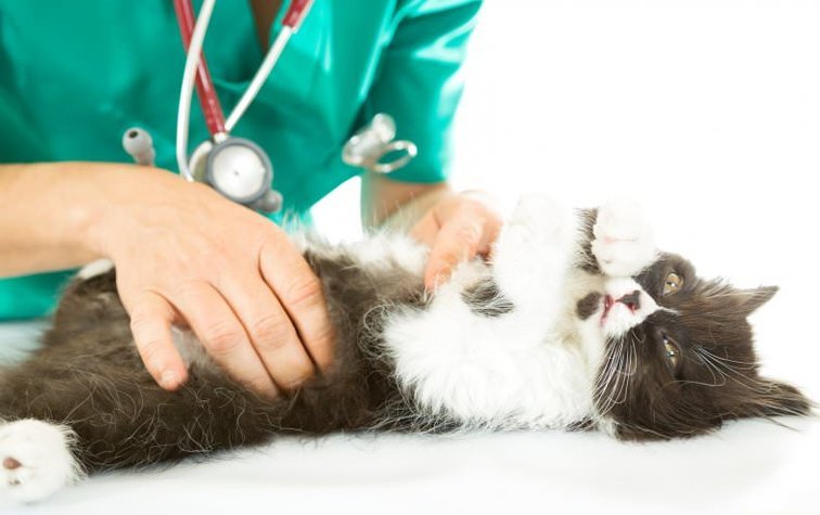 Мастит у кошек: причины, симптомы и методы лечения