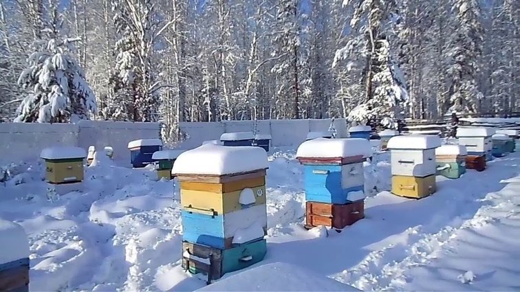 Успешная зимовка пчёл: правила ухода