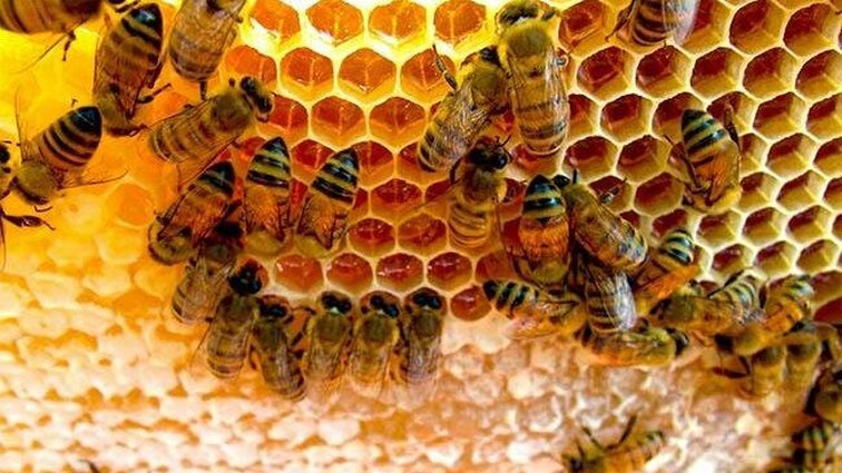 Успешная зимовка пчёл: правила ухода