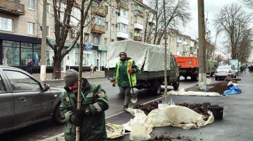 Кременчук озеленює вулиці: на вулиці Небесній Сотні висадили платани