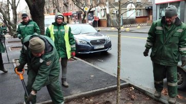 Кременчук озеленює вулиці: на вулиці Небесній Сотні висадили платани