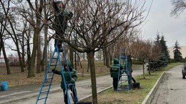 У Кременчуці дбають про зелені насадження навіть взимку