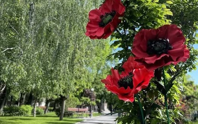 Червоні маки у сквері Бабаєва нагадують про жертви Другої світової