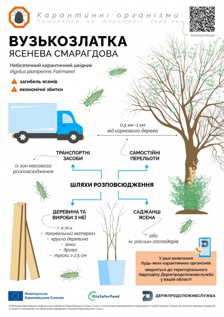 Смарагдова златка загрожує екології України