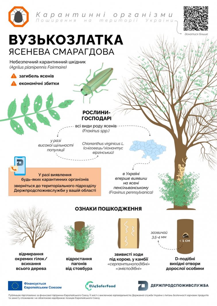 Смарагдова златка загрожує екології України