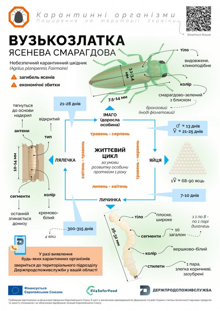 Смарагдова златка загрожує екології України