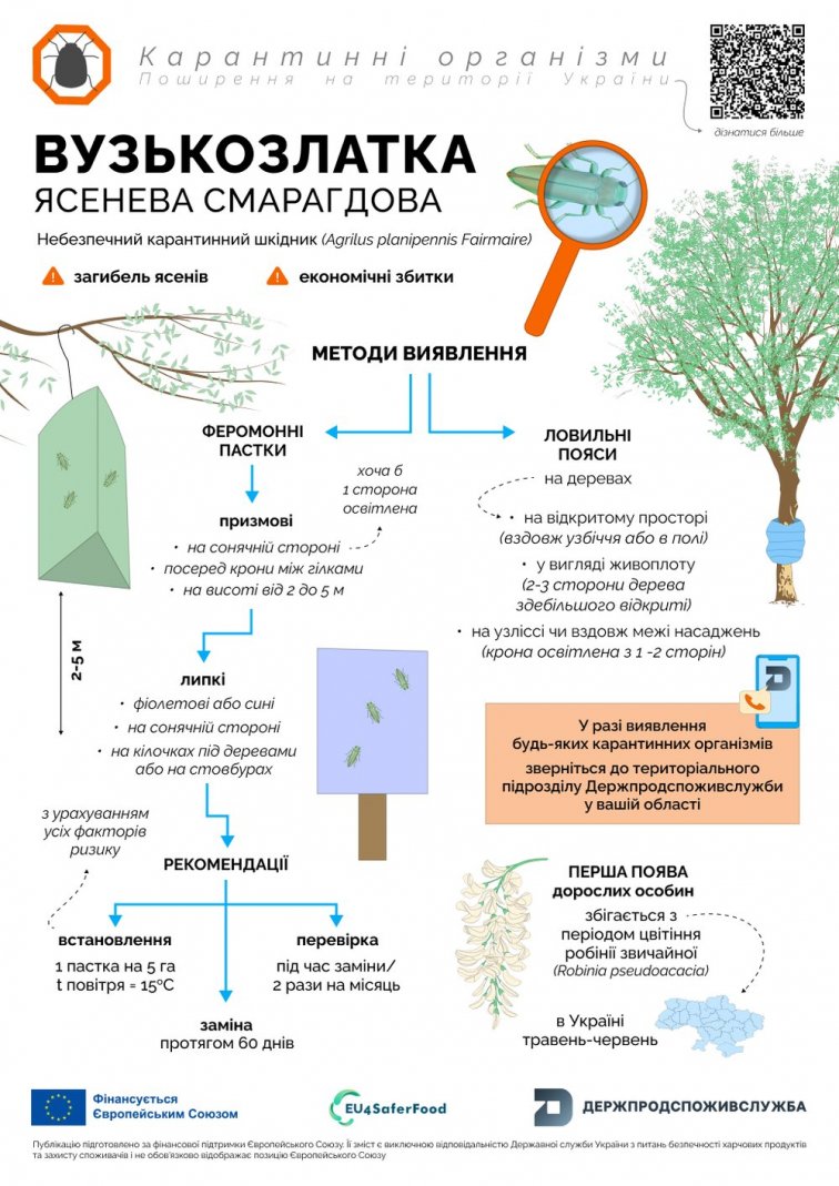 Смарагдова златка загрожує екології України