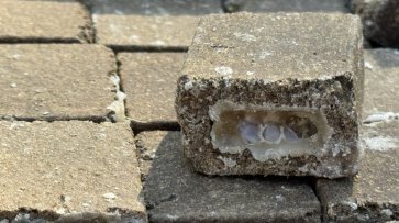 На Полтавщині розкладають понад пів мільйона доз вакцини проти сказу