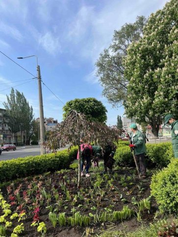 У Кременчуці вже висадили понад 27 тисяч квітів на міських клумбах