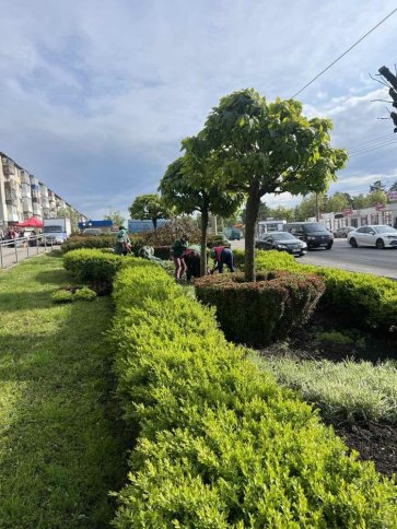 У Кременчуці вже висадили понад 27 тисяч квітів на міських клумбах