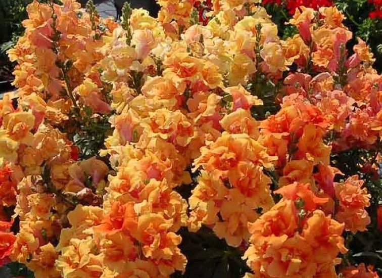 Семена львиного зева (антирринума)